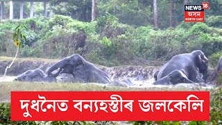 Dudhnoi Elephant Herd Bathing | দুধনৈৰ শিলৰবড়ীত এটা জলাশয়ত বন্যহস্তীৰ জাকৰ জলকেলি | N18V