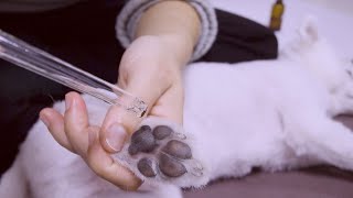 수면제 ASMRㅣ🐶강아지를 밀착해서 마사지하면 잠이 쏟아집니다 Aromatherapy massage for dogs