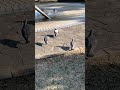 ハトが飛んだよ　 スローモーション　 羽ばたき　 slow pigion wing bird flying