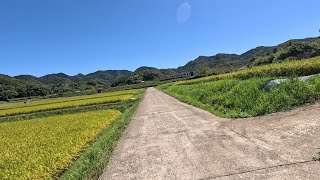 稲穂と列車（長与町三根郷）