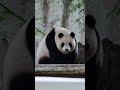 cute panda 圓仔 shorts yuanzai 圆仔