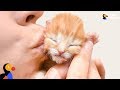 Tiniest Kitten Is The Biggest Fighter | The Dodo