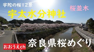 【おおうえｃｈ】桜並木「宇太水分神社」宇陀の桜１２景のひとつ　2021年3月31日　奈良県桜めぐり　GoProMAX　大上敬史　Takashi.Oue