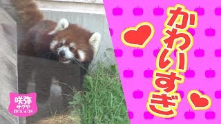 レッサーパンダ 咲弥ちゃんの溝遊びが･･･かわいいから！ 天王寺動物園 ぱんだふる動画 Redpanda Osaka Tennojizoo