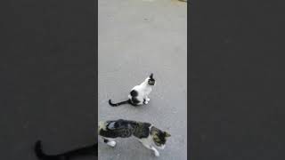 猫咪日常：孩子我出去一会儿，你在这别动 Cat Daily  My child, I’ll go out for a while, don’t move here