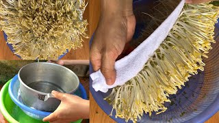 How To Grow Mung Bean Sprouts At Home, Harvest After 3 Days