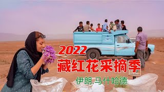 藏红花探秘：凌晨四点蹲守头花采摘，体验农民劳作之苦与创业艰难  | 波斯秘语