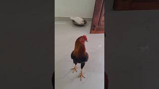 என்னடி முட்டை போட்டுட்டியா🤣🤣#funny_chicken #kozhi_koothugal #trending #youtubeshorts #shortsfeed #yt