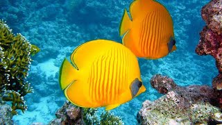 InThe Mostヾ(˙❥˙)ﾉ Beautiful4k.Sea Fish.Coral.4k.volgs Animal explanation #viral #8k #fish