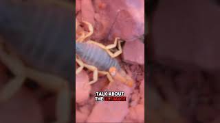 Deadly Scorpions 5 Shocking Secrets You Didnt Know