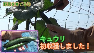 【家庭菜園】野菜を育てる⑥－キュウリ初収穫しました！－