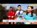 live the apple harvest festival in northeast china 东戴河丰收节