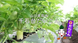 【千石台だいこん】山口県萩市むつみ【プロモーションビデオ】koko.net