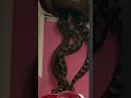 Snakes Fall Out Of House Ceiling 🥴 #shorts #trending #snakes