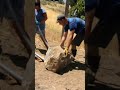 this huge stone got stuck in an incline plane mysteriously even elephants could not move it.