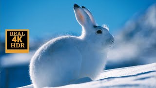 Wild Animals In Winter - Animals Relaxation Film With Calming Music, Stress Relief (4K Ultra HD)