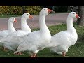 FUNNY Animal GOOSE Sound White Geese / Suara ANGSA Putih [HD]