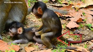 Ah! What's Baby Doing On Newborn Baby, What're Baby Monkeys Doing!