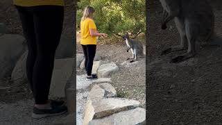 Wallaby feeding2