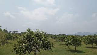 vizianagaram mango land for sale 10.55 acer vzm to bondapalli hiway 2km 9494979502