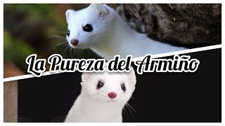 La Pureza del Armiño