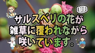 第131回「サルスベリの花が雑草に覆われながら咲いています。大きな枝を切ってそのまま壺に入れてオオタデとアジサイの花と生けました🌺」てくばり仲間のしまおもい　フラワーアレンジメントお花で幸せチャンネル