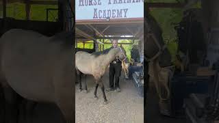 BEAUTIFUL GRULLA AQHA YEARLING FOR SALE