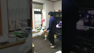 風船遊びする柴犬　#shorts