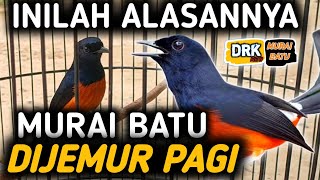 KOK DIJEMUR ??? INI ALASANNYA MURAI BATU DIBERIKAN PENJEMURAN PAGI