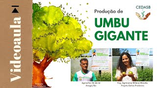 Produção de UMBU GIGANTE - videoaula [ATER a Distância]