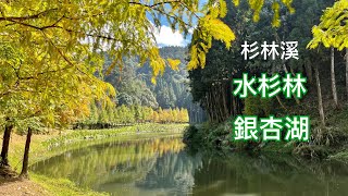 2021杉林溪水杉開始變黃了，加上新開放的景點 銀杏湖，景色美如畫！2021/11/12、13