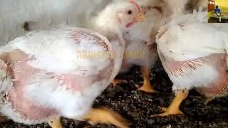 पुरे भारत  का पोल्ट्री रेट फ्री में यहाँ चेक करें ! Free Poultry Update Daily Basis