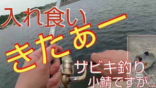 【愛知県釣り】マメアジ狙い、【大井漁港サビキ釣り】がしかし…○○が入れ食い状態