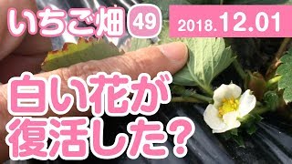 いちご畑【49】白い花が復活した？