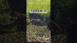 #オヤニラミ #オヤニラミ飼育 #日本淡水魚 #熱帯魚 #餌やり #釣り #観葉植物 #アクアリウム #ポトス #ビカクシダ #水槽 #モンステラ #水草 #水草レイアウト #編み物 #plants