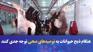 برای جلوگیری از مصاب‌شدن به بیماری کانگو، هنگام ذبح حیوانات به توصیه‌های صحی توجه جدی کنید