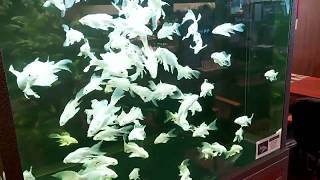 Platinum Butterfly Koi fish, Black Diamond Stingrays \u0026 Asian Arowana