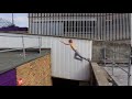 vlc record 2016 07 14 14h58m56s invision parkour u0026 freerunning 2010 mp4