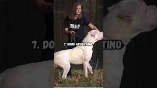 Top 10 Muscular Dog Breeds in the World. #viral #shorts #dog #youtubeshorts #puppy #shortsvideo