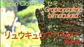 揚げ物をしない　リュウキュウアブラゼミの鳴き声2 / Graptopsaltria bimaculata