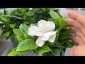 三月栀子花 小盆的性价比挺高 说说养护 gardenia vandermeer