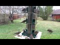 pine siskin invasion at the feeder