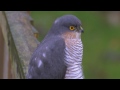 sparrowhawk accipiter nisus