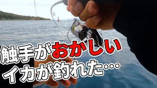 こんな事あるの⁉釣れたイカの触腕がヤバすぎた・・・。