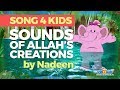 New Song for Kids - Sounds of Allah's Creations