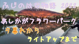 ふじのはな物語2022 あしかがフラワーパーク 夕暮れからライトアップまで