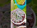 Clusters Succulents #plants #plantita #Succulents #echeveria #succulentsaddic #garden