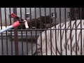 2015.7.20 宇都宮動物園☆ホワイトタイガーのアース【white tiger】_04