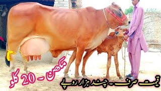 20Kg Milky Sahiwal Cow 🐄 For Sale In Pakistan. Feb 09, 2025||Pakpattan Animal Tv