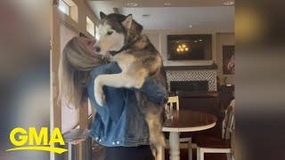 Husky loves to slow dance with his owner l GMA